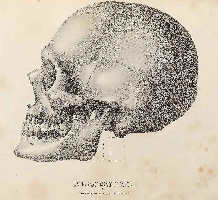 Araucanian-Crania-Americana — Temuco — 1839 | Chile de Ayer