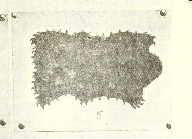 Guevara(1908)-Psicolojía-p323-Fig42.5-Trelquehuecufe — Temuco — 1908 | Chile de Ayer
