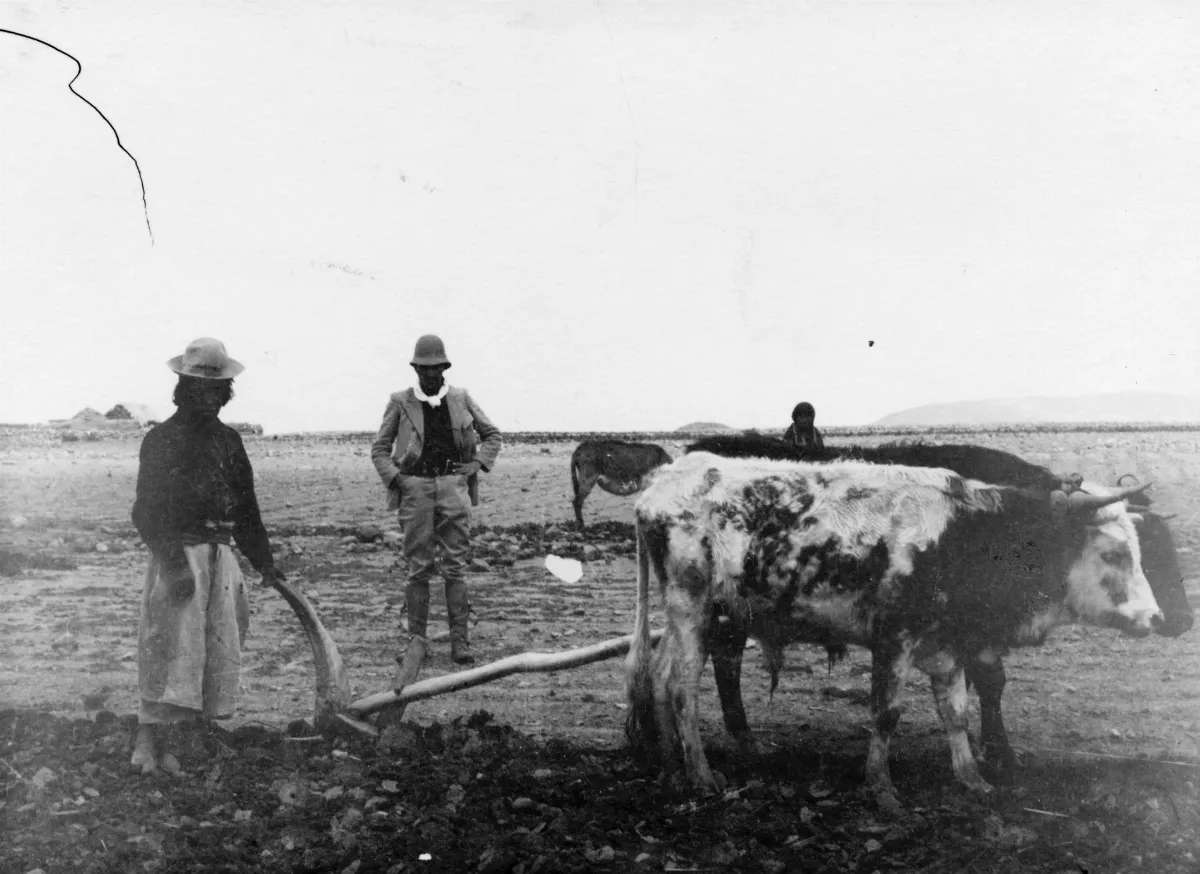 Don Guidor Ayala betraktar plöjande Aymara-indian. Peruanska högslätten - SMVK - 002320 — 1904 | Chile de Ayer