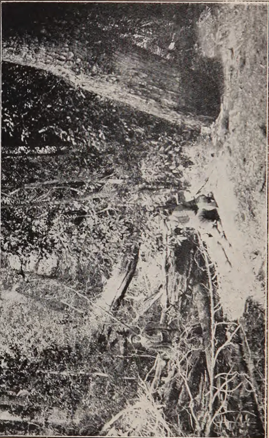 Floresta de la Isla Dawson a donde sale el Rio Chico — Tierra del Fuego — 1924 | Chile de Ayer