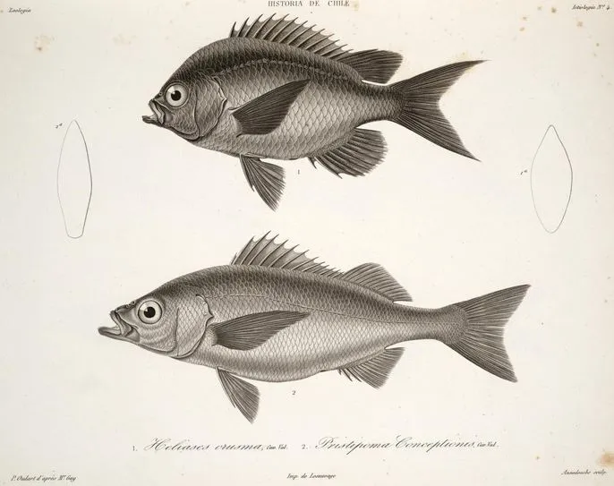 Chromis crusma Diplectrum conceptione — 1848 | Chile de Ayer