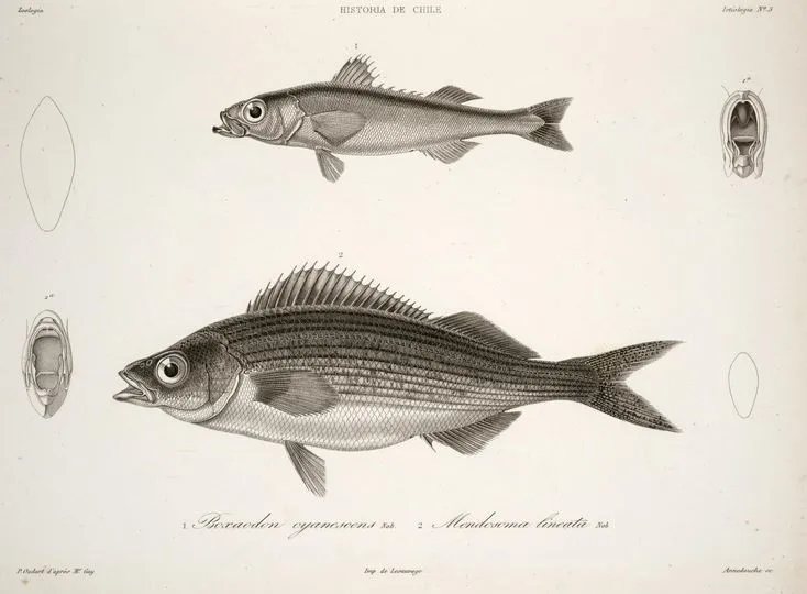 Emmelichthys nitidus cyanescens Mendosoma lineatum — 1848 | Chile de Ayer