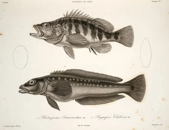 Hypoplectrodes semicinctum Pinguipes chilensis — 1848 | Chile de Ayer