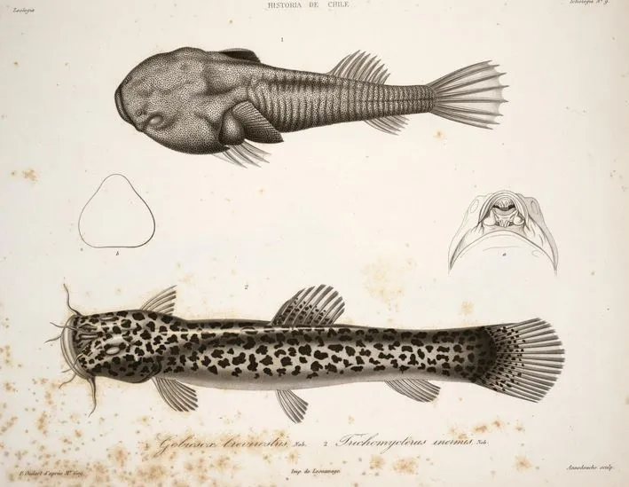 Sicyases brevirostris Nematogenys inermis — 1848 | Chile de Ayer