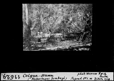 Coigue Stamm (Nothofagus Dombeyi) — 1938 | Chile de Ayer