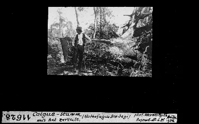 Coigue Stamm mit Axt zerteilt (Nothofagus Dombeyi) — 1938 | Chile de Ayer