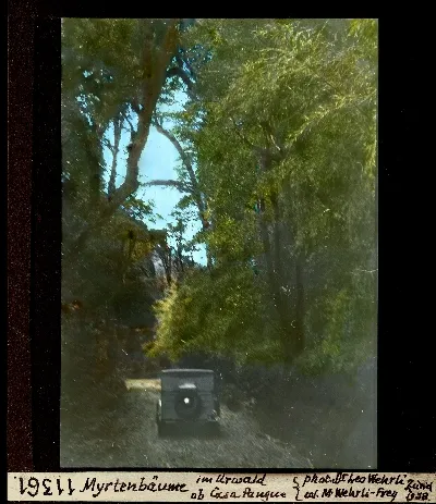 Myrthenbäume im Urwald ob Casa Pangue — 1938 | Chile de Ayer