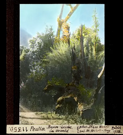 Peulla Baum Leiche im Urwald — Puerto Montt — 1938 | Chile de Ayer