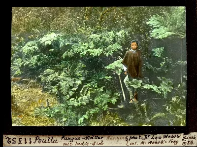 Peulla Pangue Blätter mit Indio Bub — Puerto Montt — 1938 | Chile de Ayer