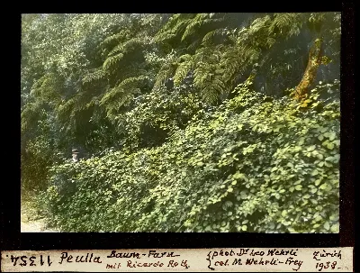 Peulla, Baum Farn mit Ricardo Roth — Puerto Montt — 1938 | Chile de Ayer