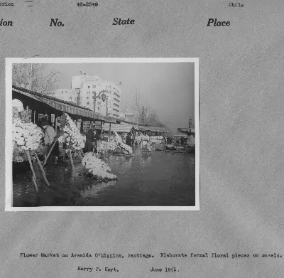 43-2549 - Flower market on Avenida O'Higgins, Santiago. Elaborate formal floral pieces on easels. — Santiago — 1941 | Chile de Ayer