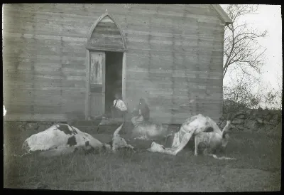 Two dead cows in front of house at Hanga Roa, Oc,G.T.1546, Mana Expedition to Easter Island, British Museum — Isla de Pascua — 1914 | Chile de Ayer