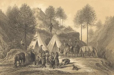Los pinales de Nahuelbuta