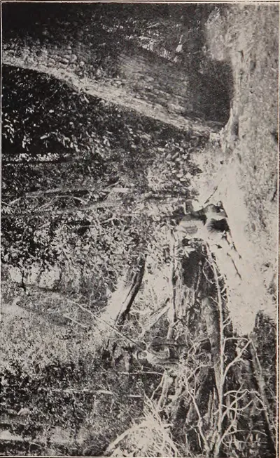 Floresta de la Isla Dawson a donde sale el Rio Chico — Tierra del Fuego — 1924 | Chile de Ayer