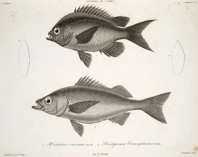Chromis crusma Diplectrum conceptione