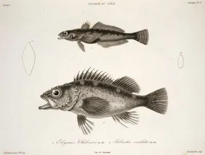 Eleginops maclovinus Sebastes oculatus