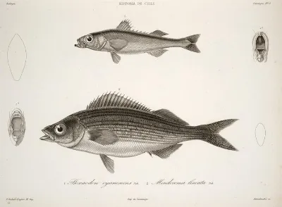 Emmelichthys nitidus cyanescens Mendosoma lineatum