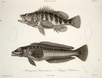Hypoplectrodes semicinctum Pinguipes chilensis