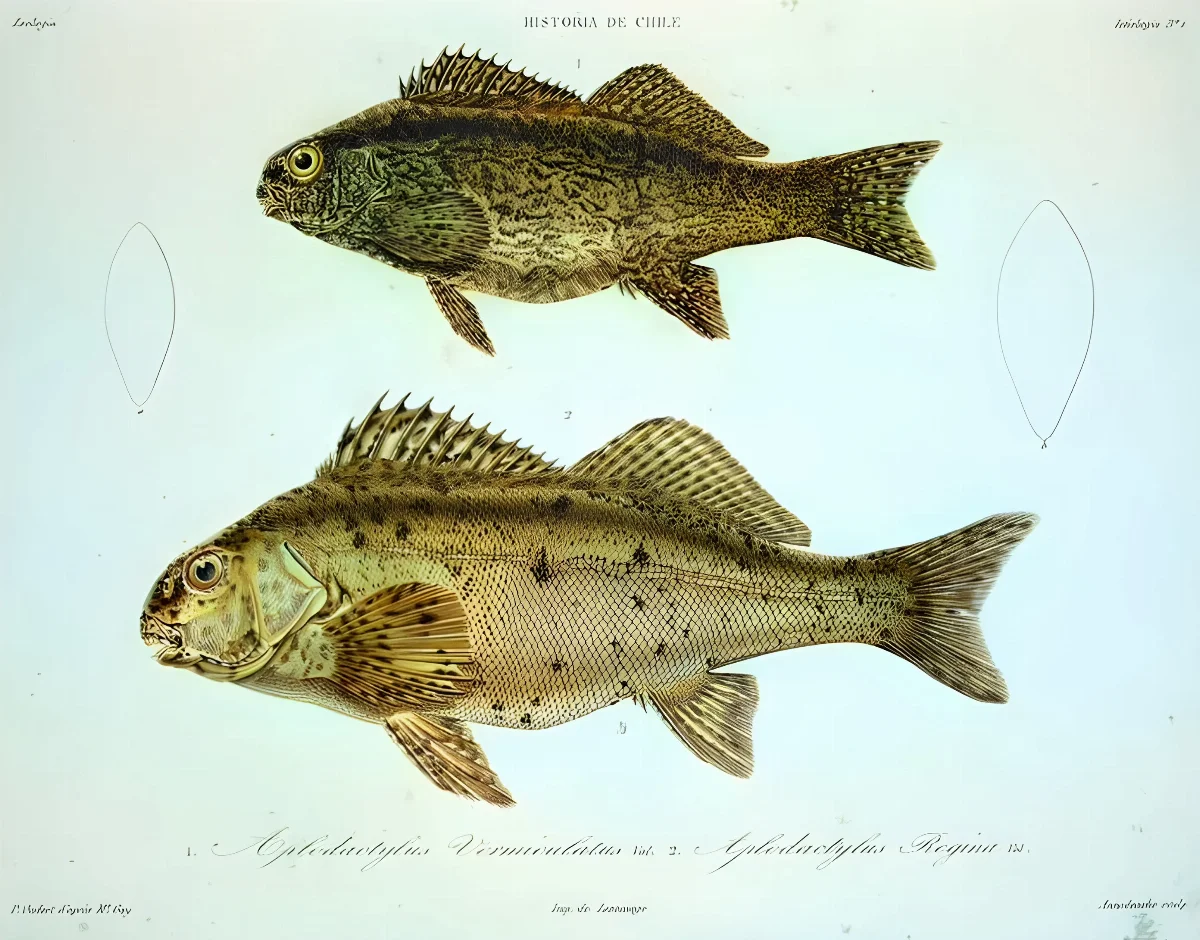 Aplodactylus punctatus Oudert — 1848 | Chile de Ayer