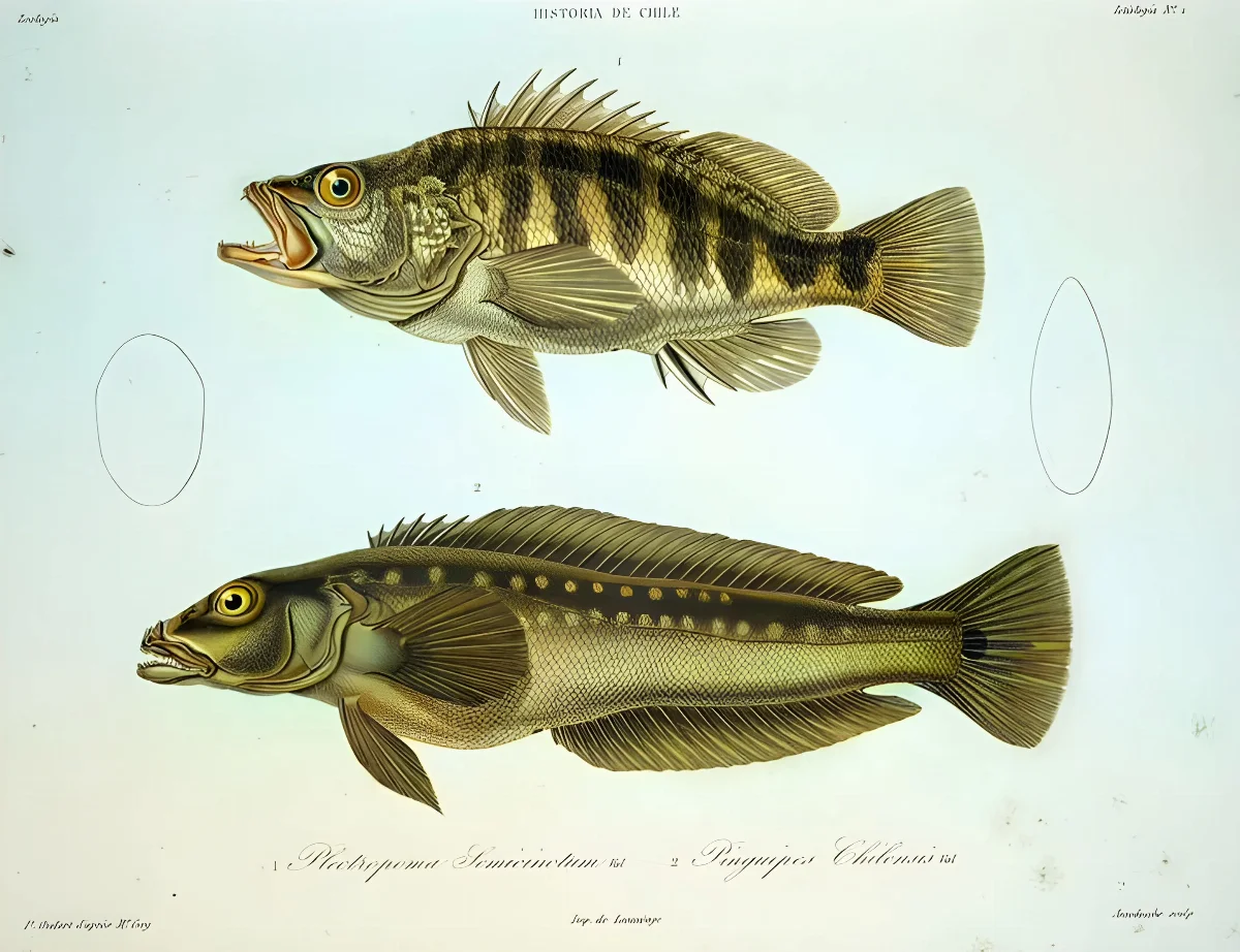 Hypoplectrodes semicinctum Pinguipes chilensis — 1848 | Chile de Ayer