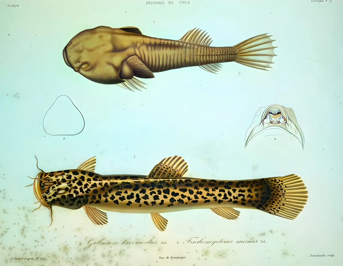 Sicyases brevirostris Nematogenys inermis — 1848 | Chile de Ayer