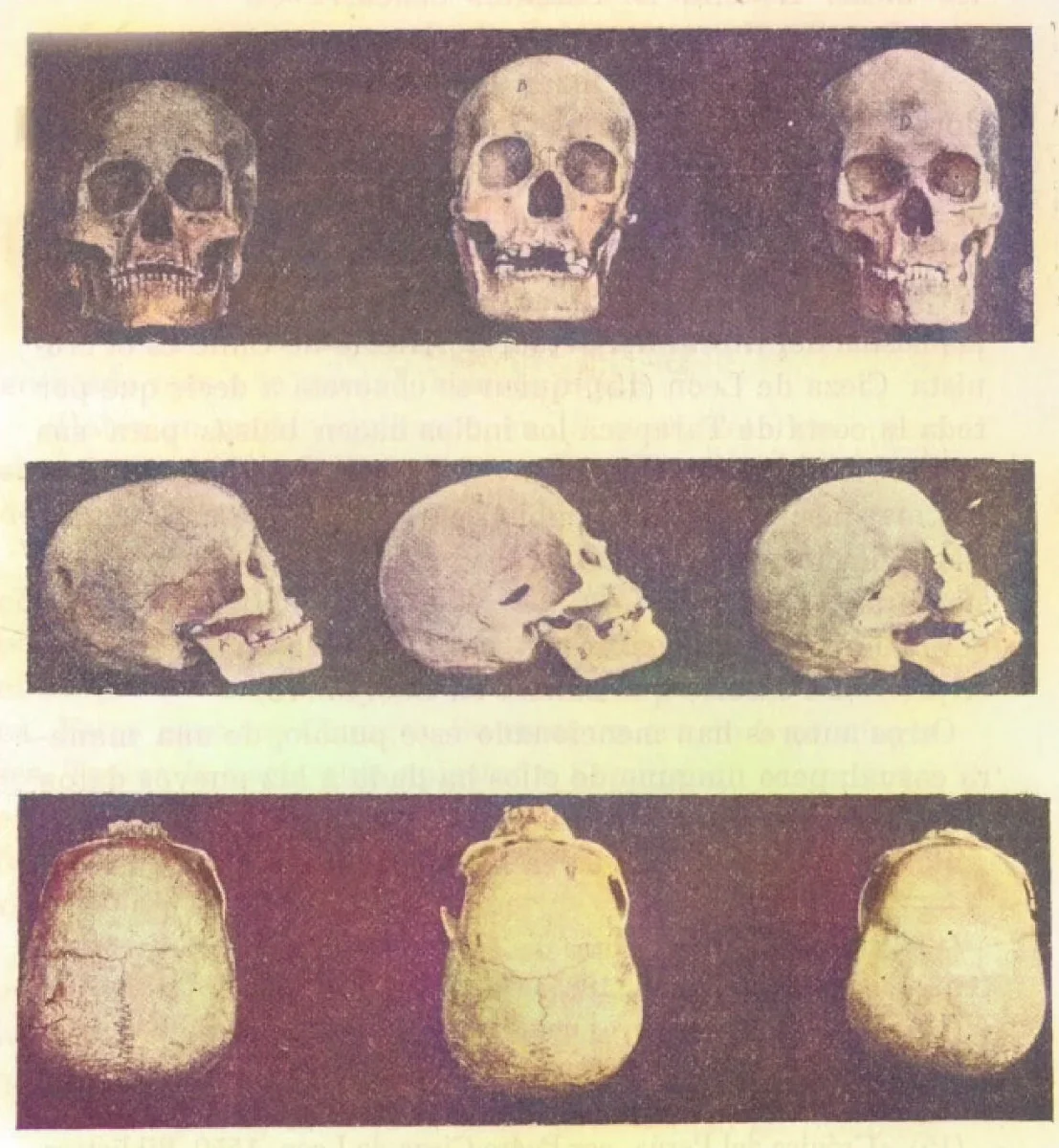 Cráneos prehistóricos tipo paleo-americano, hallados cerca de La Serena — aprox. 1910 | Chile de Ayer