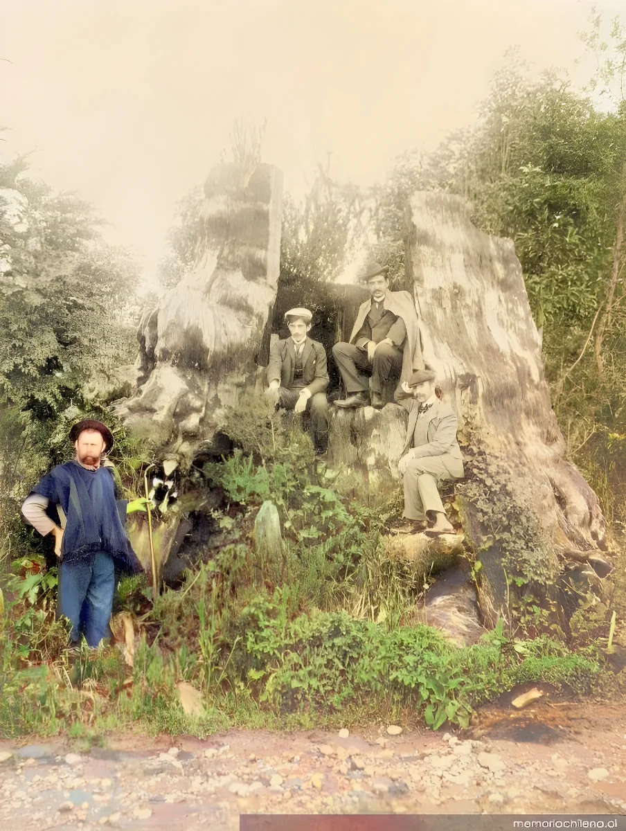 Alerce gigante en el camino entre Puerto Montt y Puerto Varas — aprox. 1900 | Chile de Ayer