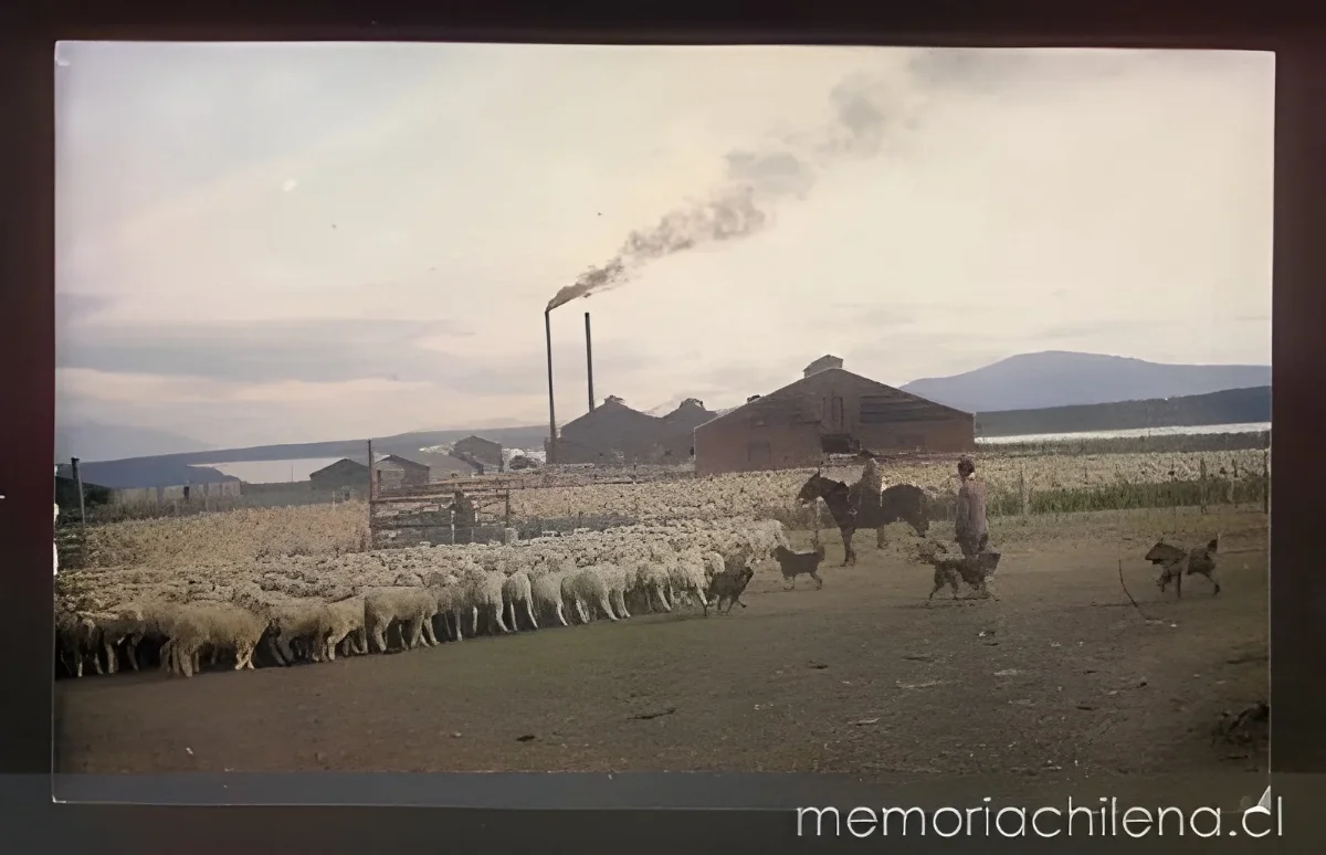 Arreo de piño de ovejas, Magallanes, hacia 1945 — 1945 | Chile de Ayer