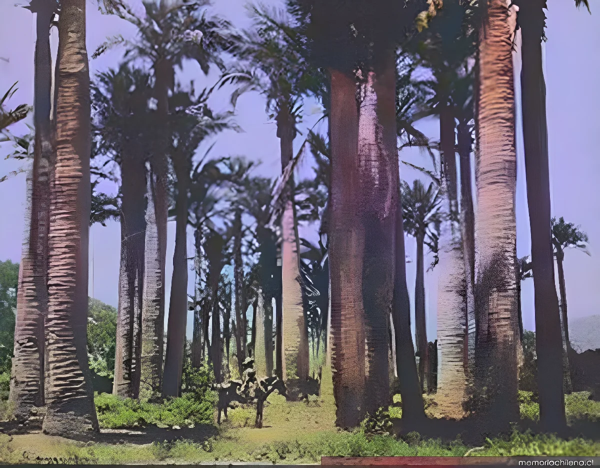 Bosque de palmeras chilenas — 1906 | Chile de Ayer