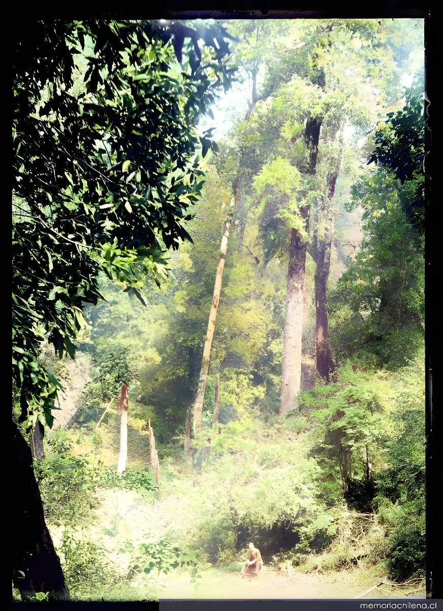 Bosque, entre 1906 y 1919 — 1906 | Chile de Ayer