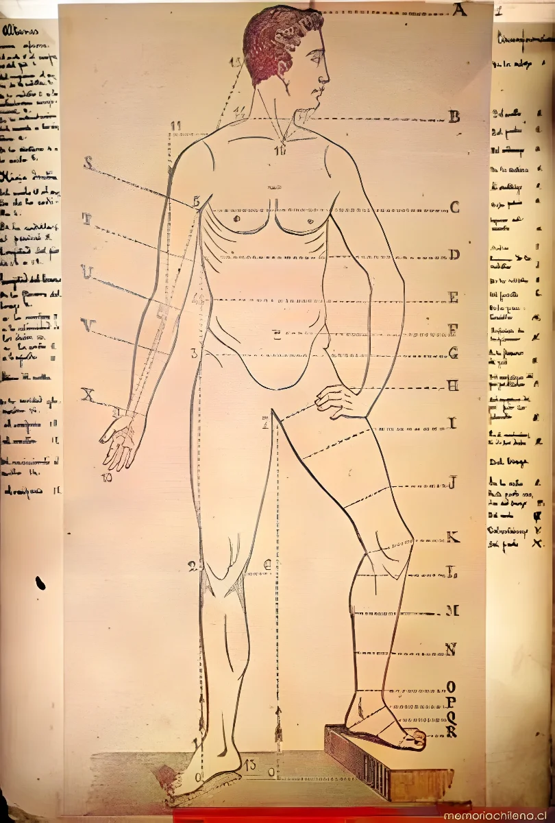 Dibujo del cuerpo humano, hacia 1884 — 1884 | Chile de Ayer