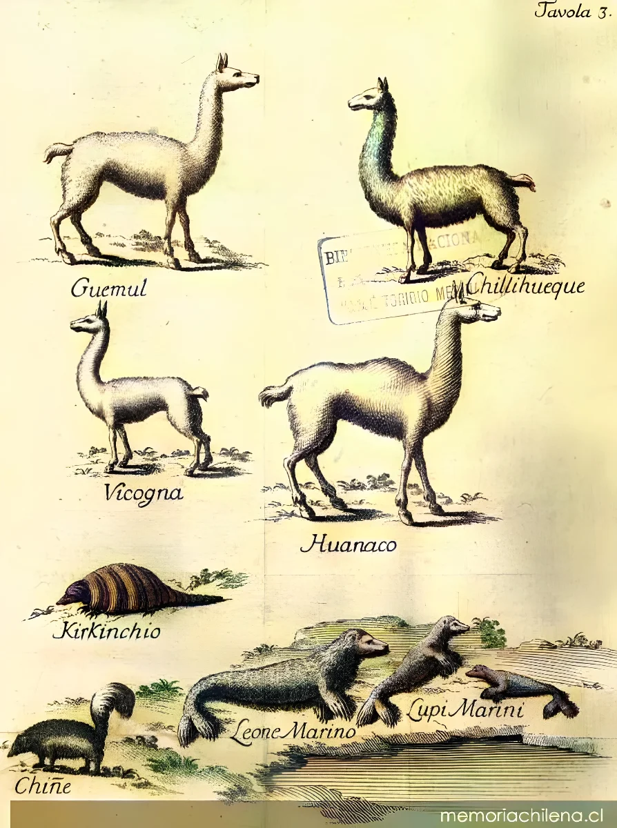Animales de Chile, 1776 — 1776 | Chile de Ayer
