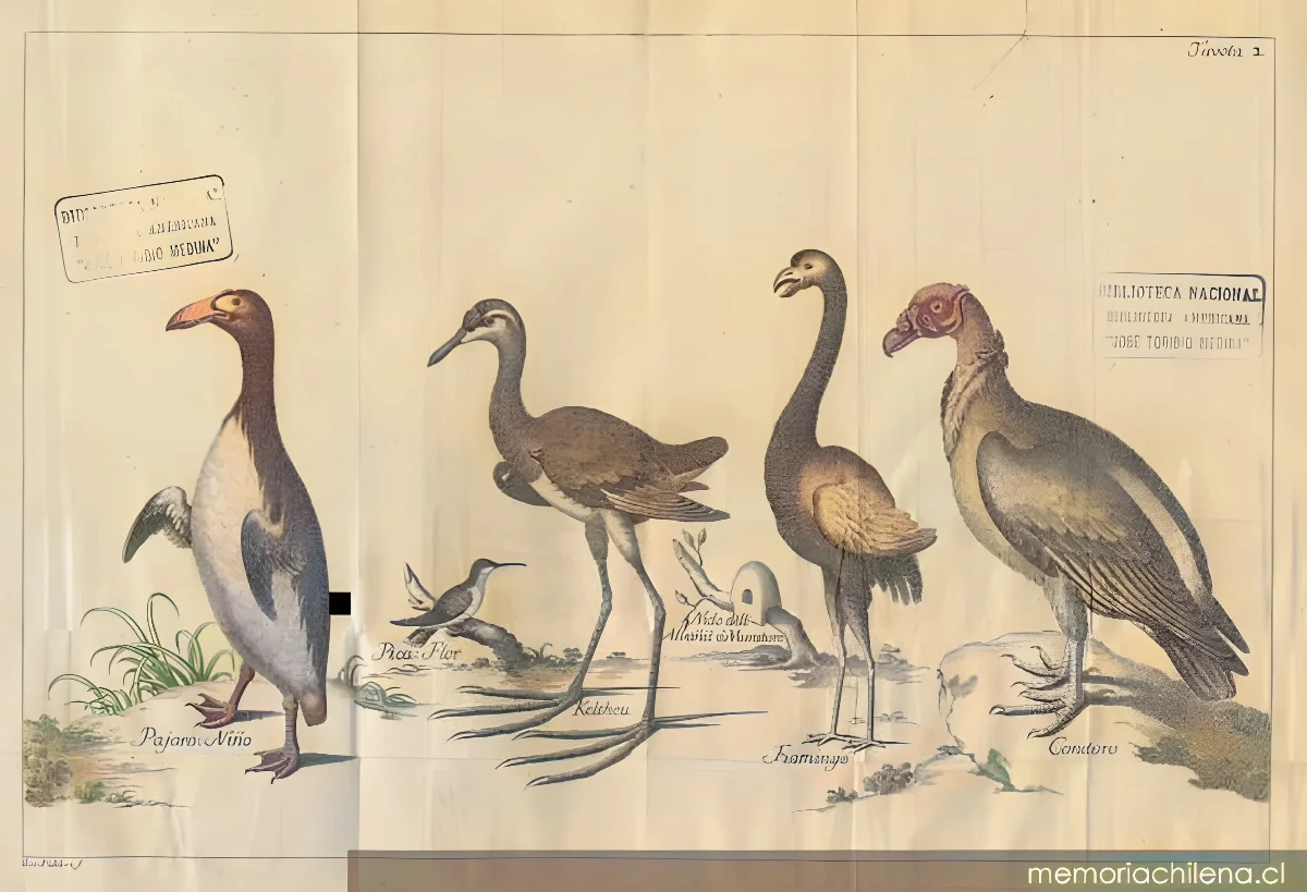 Aves de Chile, 1776 — 1776 | Chile de Ayer