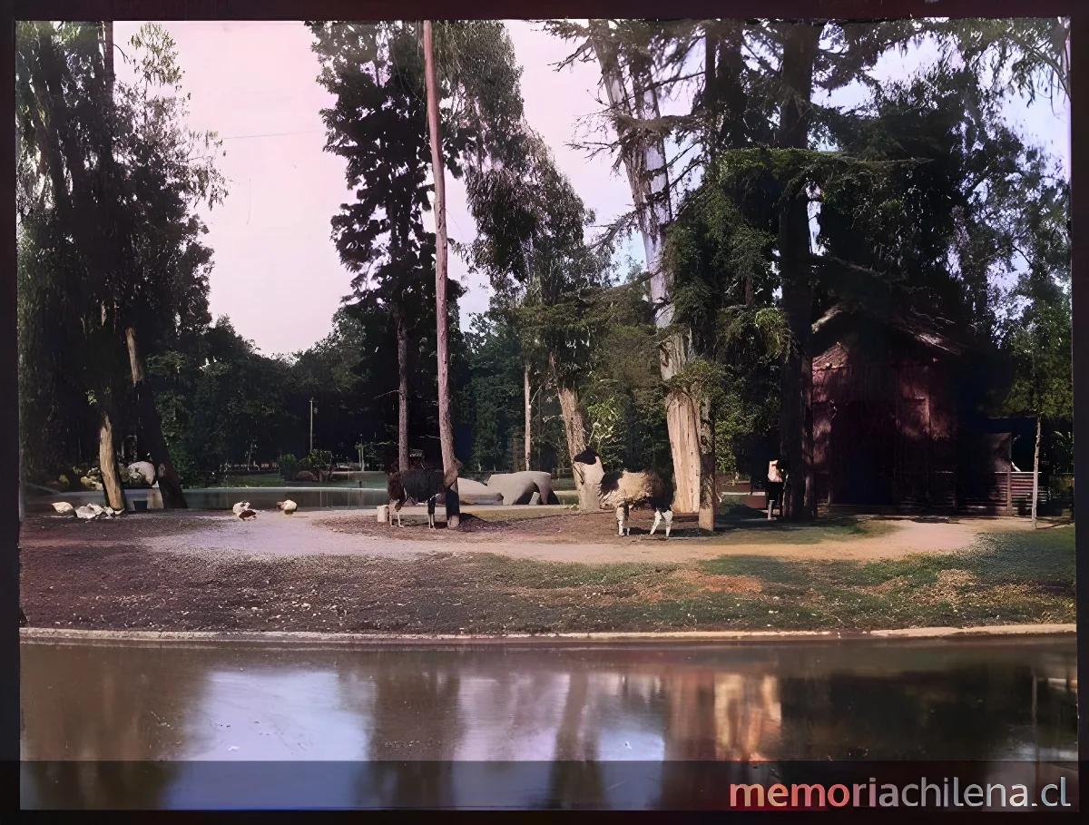 Llamas pastando a orillas de la laguna del Parque Cousiño, 1906 — 1906 | Chile de Ayer
