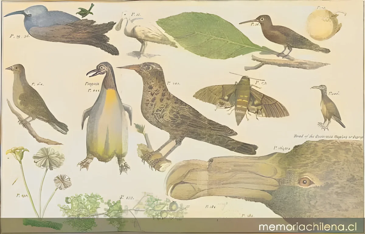 Birds, 1773 — 1773 | Chile de Ayer