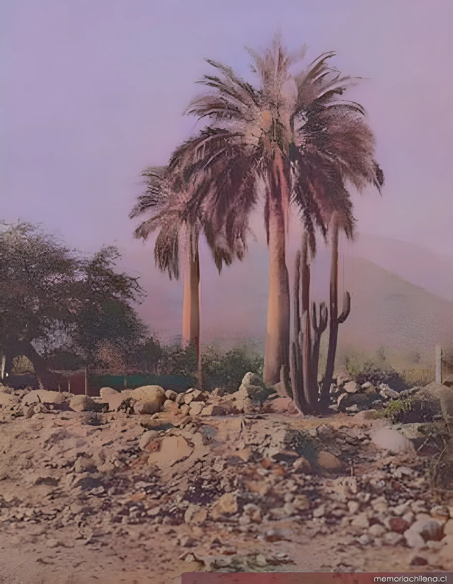 Palmeras y cactus, Curicó, 1906 — 1906 | Chile de Ayer