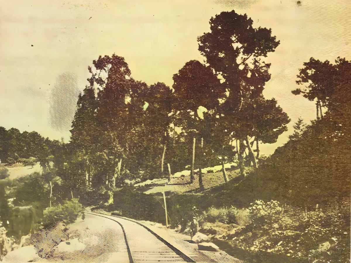 Ferrocarril entre bosque nativo, vista de vía curva — aprox. 1929 | Chile de Ayer