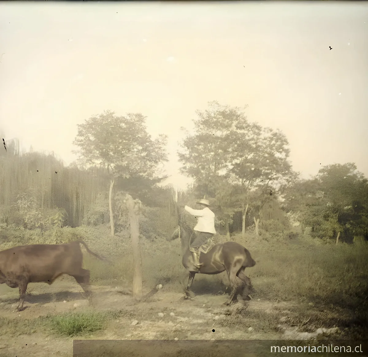 Laceando un novillo, Chimbarongo, 1906 — 1906 | Chile de Ayer