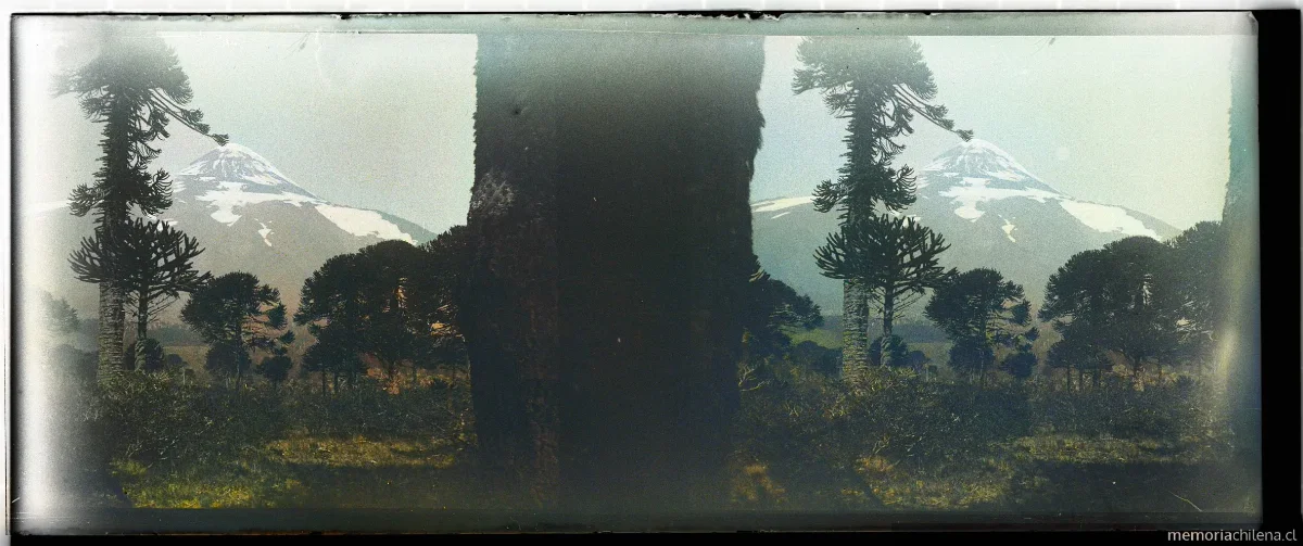Volcán Lanin desde bosques de araucarias, 1906 — 1906 | Chile de Ayer
