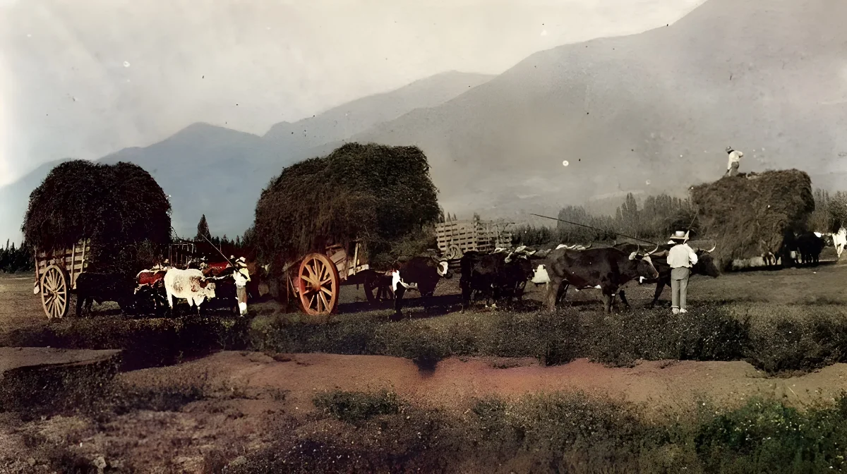 Carretas transportando forraje, hacia 1900 — 1900 | Chile de Ayer