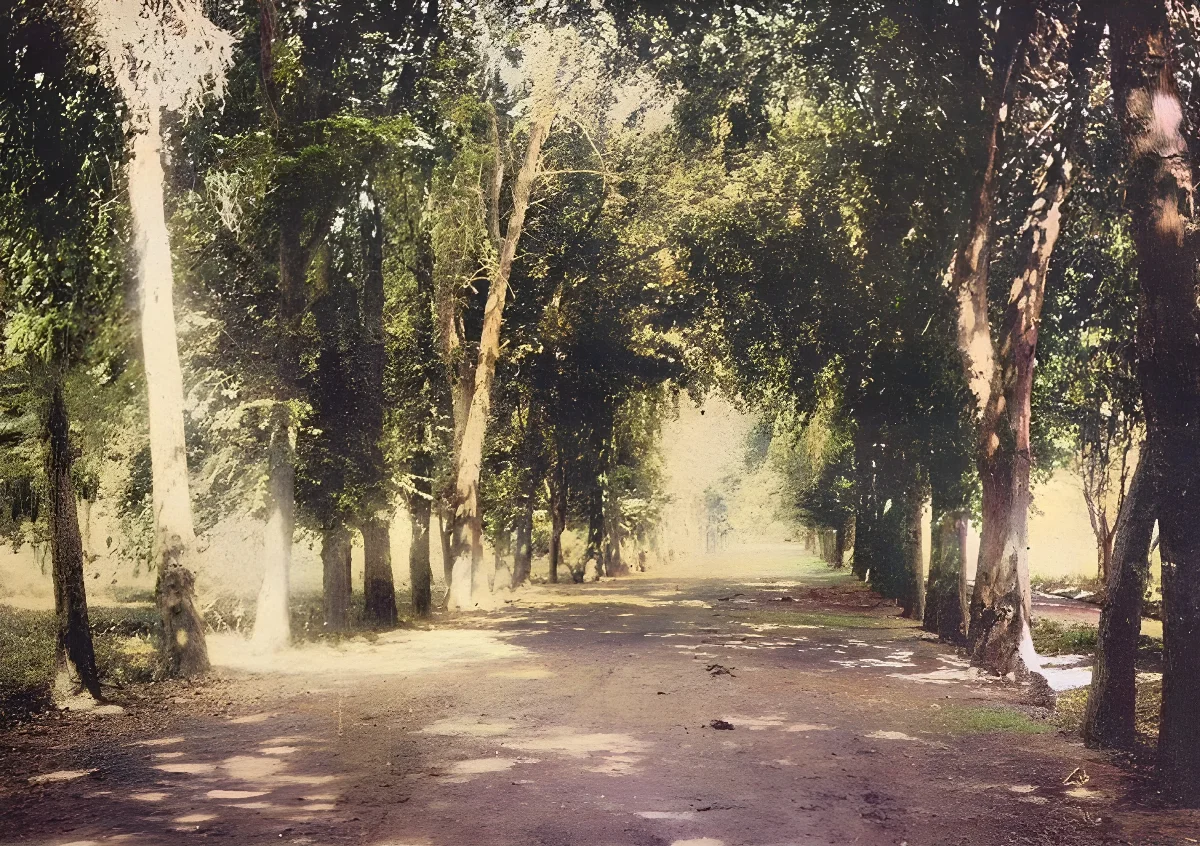 Camino rural, hacienda Macul, hacia 1900 — 1900 | Chile de Ayer