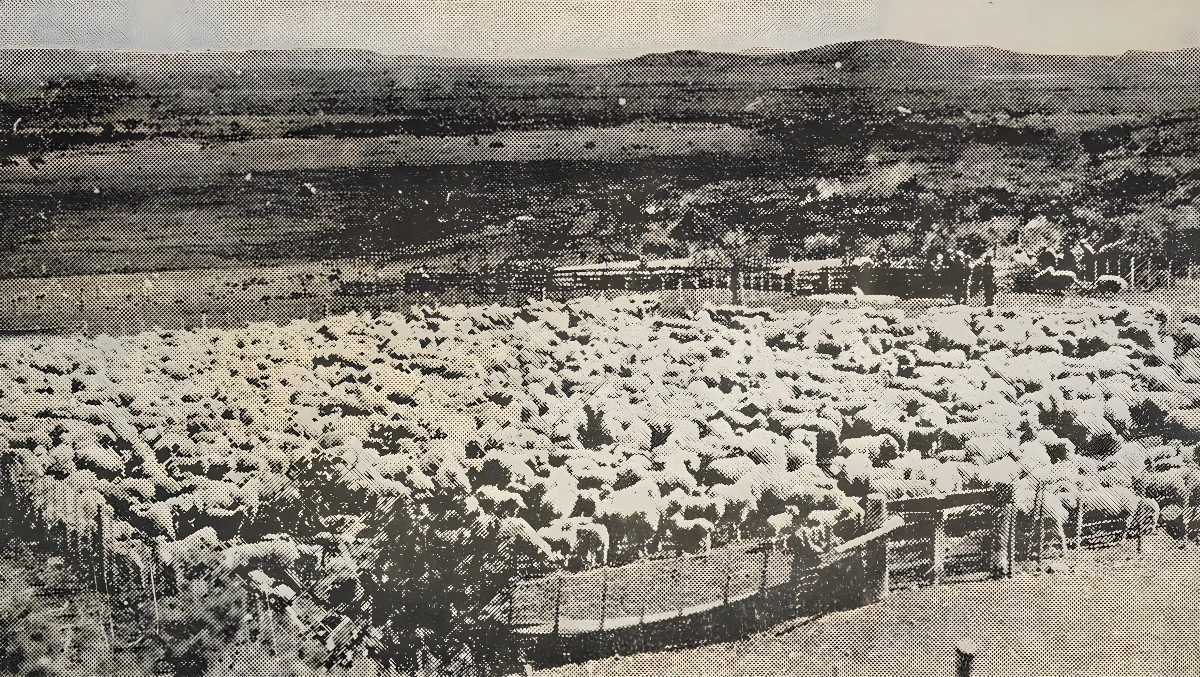 Piño de ovejas en la Estancia Mercedes, Porvenir, Provincia de Tierra del Fuego, 1934 — 1934 | Chile de Ayer