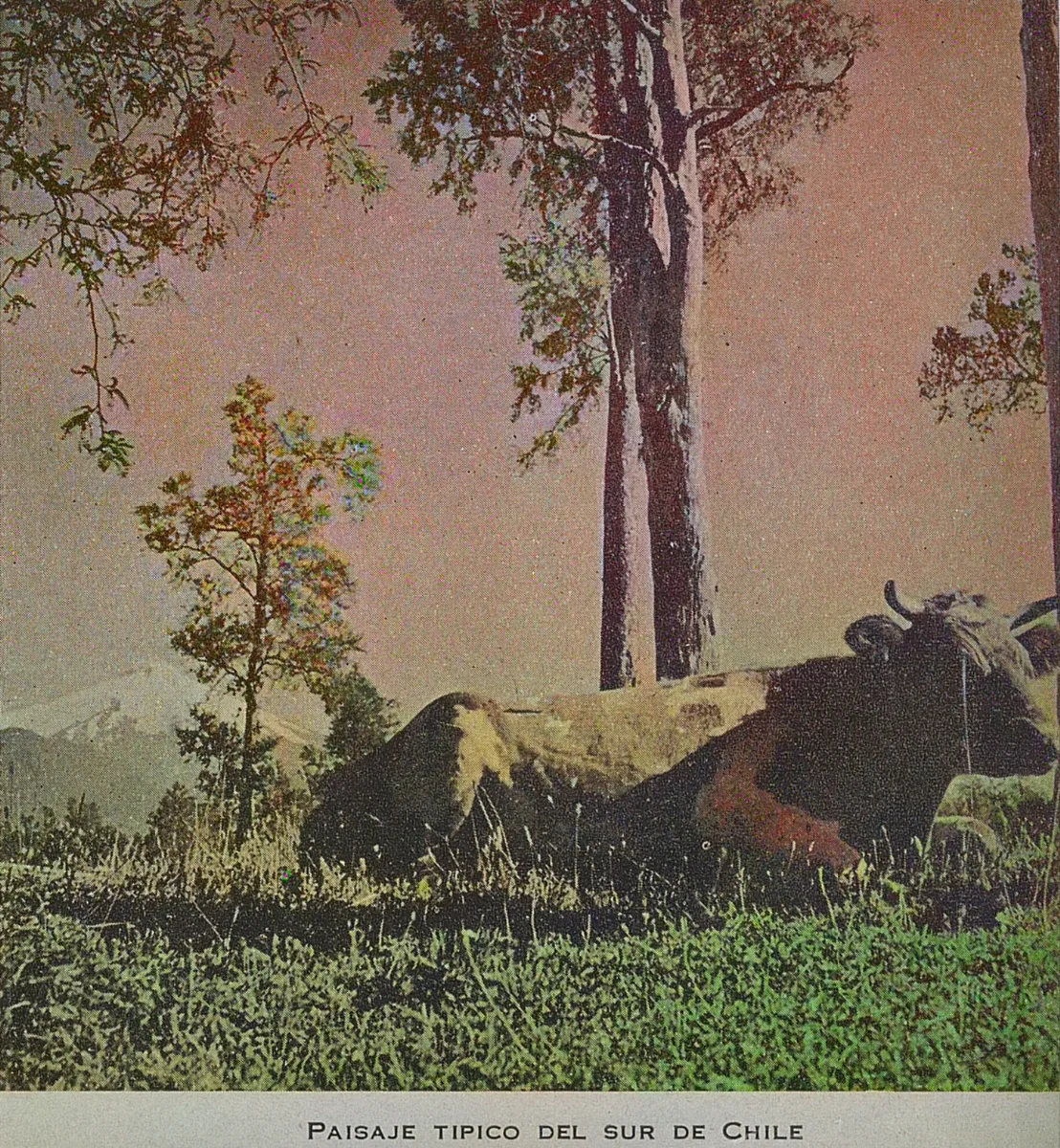 Paisaje típico del sur de Chile, 1942 — 1942 | Chile de Ayer