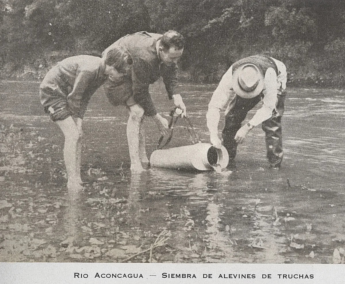 Siembra de alevines de truchas: Río Aconcagua, 1947 — 1947 | Chile de Ayer