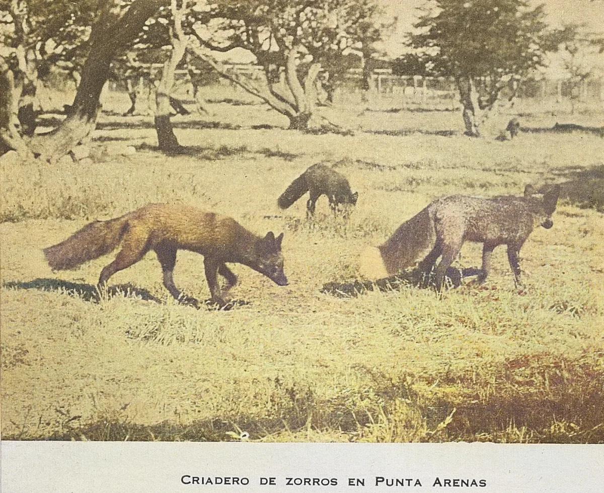 Criadero de zorros, Punta Arenas, 1948 — 1948 | Chile de Ayer