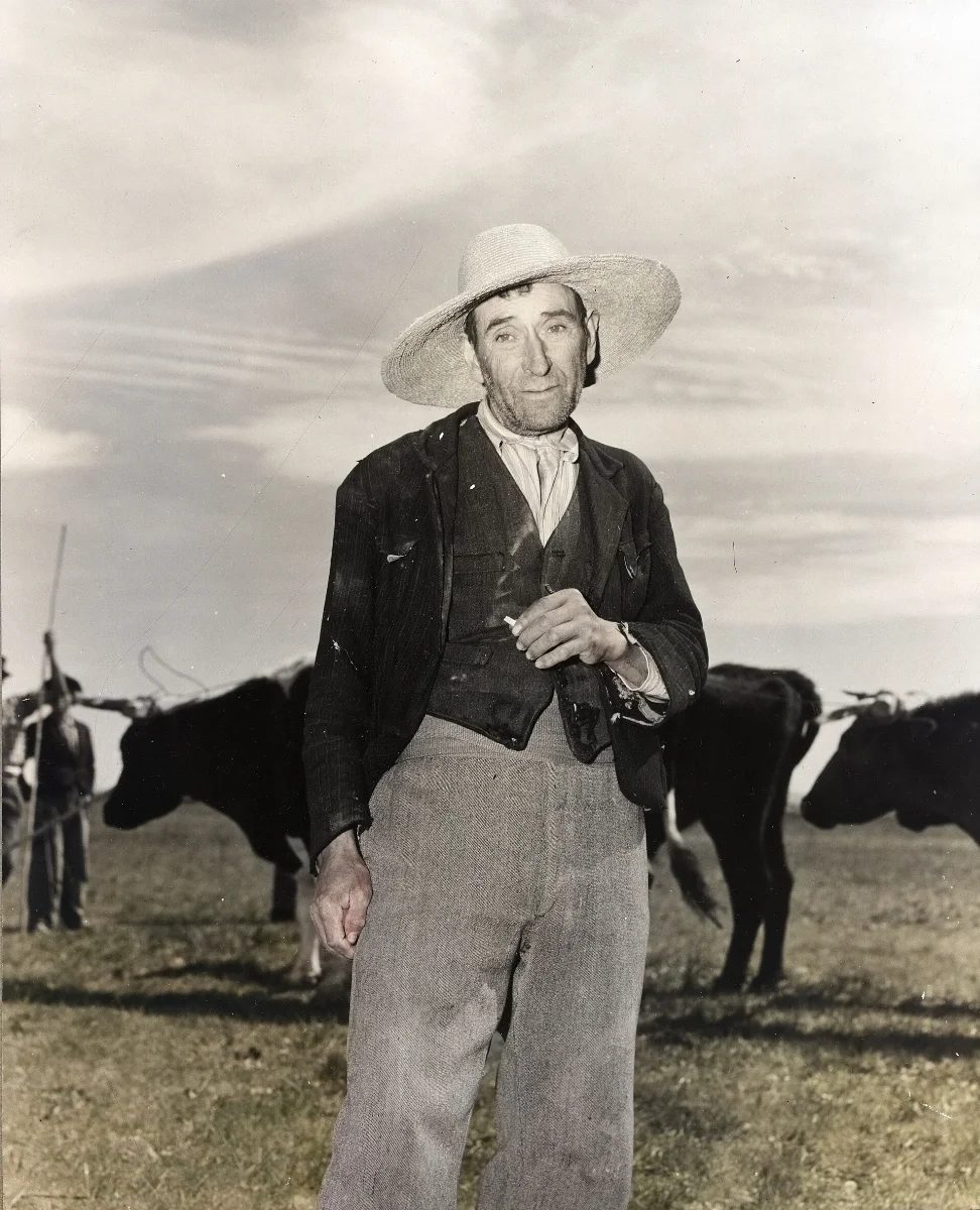 Arriero con bueyes (huaso), Chillán, Región del Bío-Bío — aprox. 1944 | Chile de Ayer