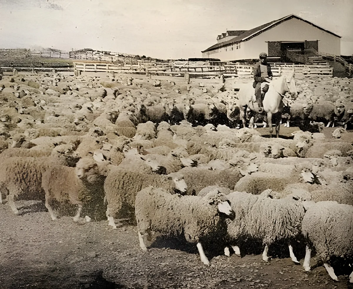 Rebaño de ovejas junto a galpón de esquila de la Sociedad Explotadora de Tierra del Fuego — aprox. 1942 | Chile de Ayer