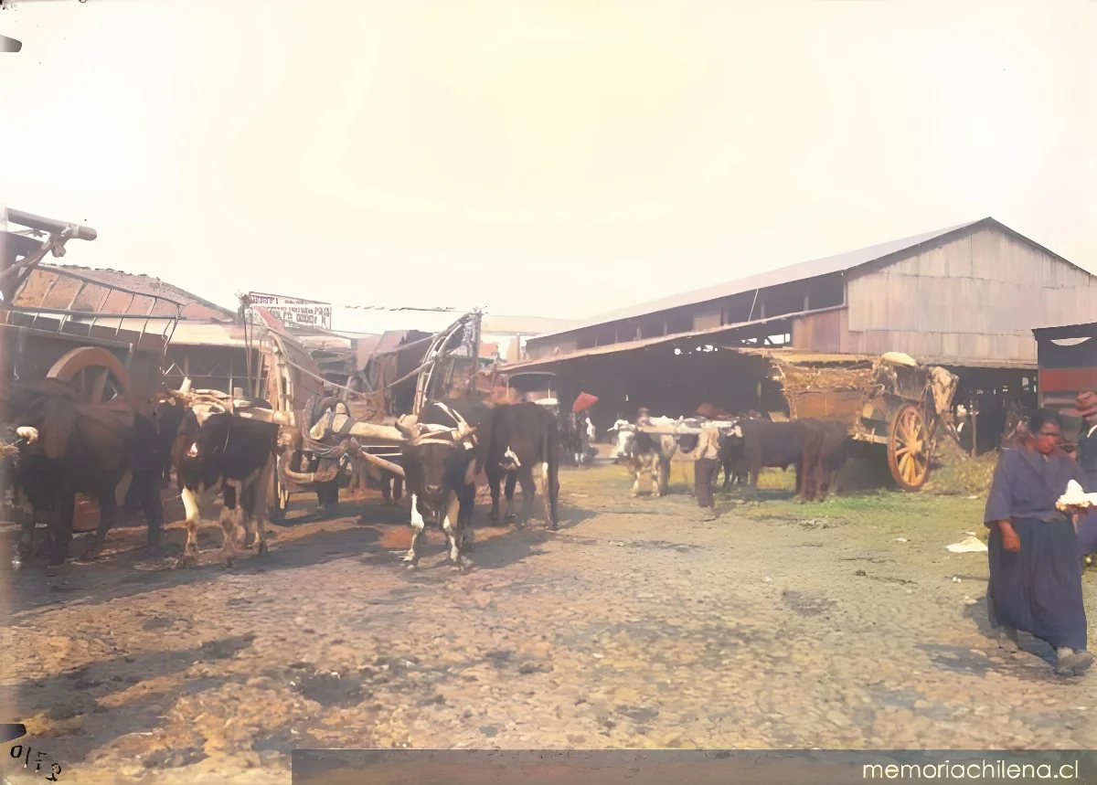 Carretas en la Vega Central, hacia 1912 — 1912 | Chile de Ayer