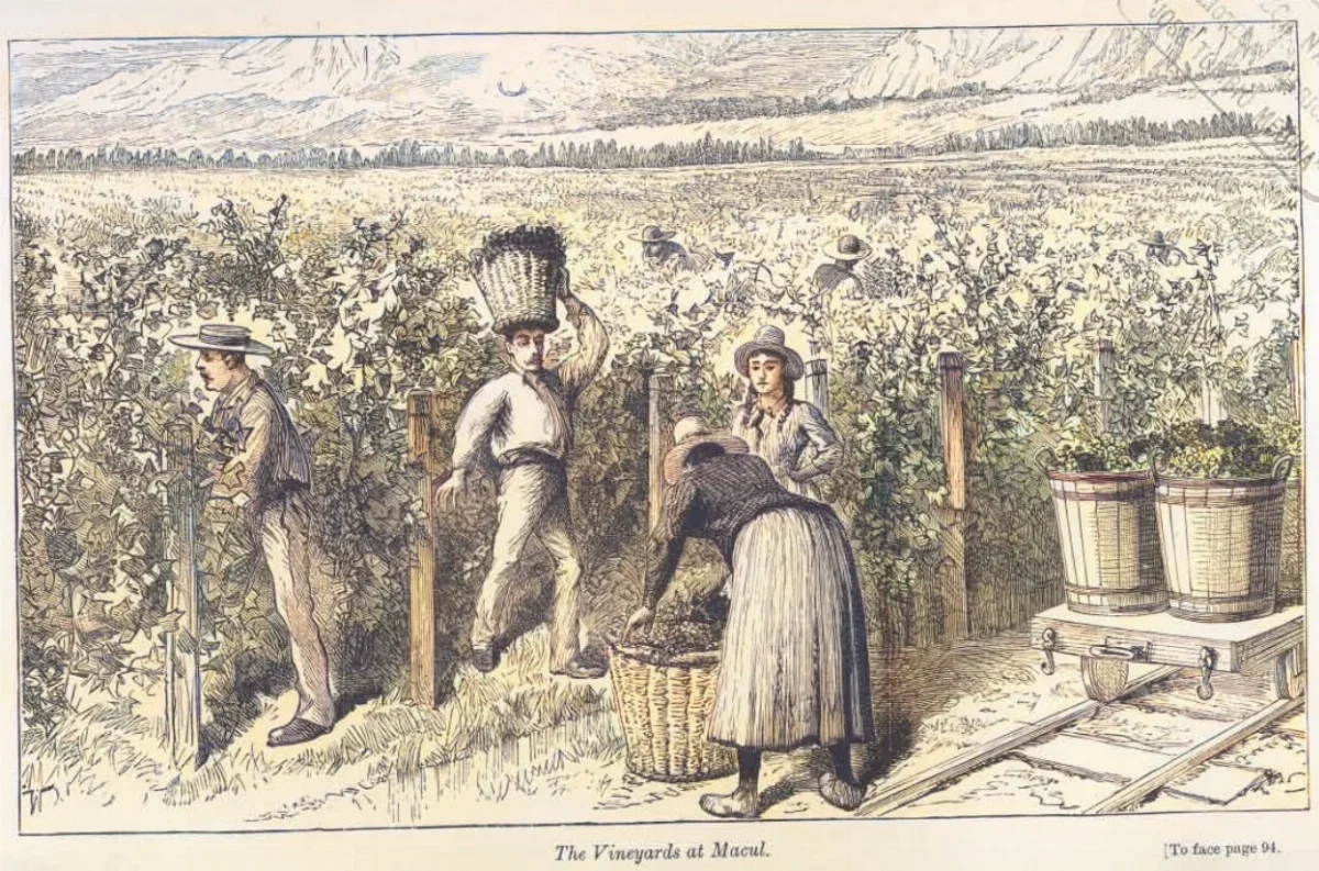 The Vineyards at Macul — aprox. 1890–1930 | Chile de Ayer