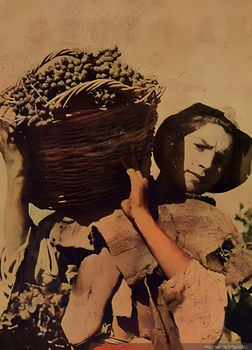 Niño recolector de uvas, hacia 1945 — 1945 | Chile de Ayer